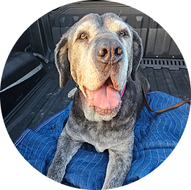 Customer photo of Bruno