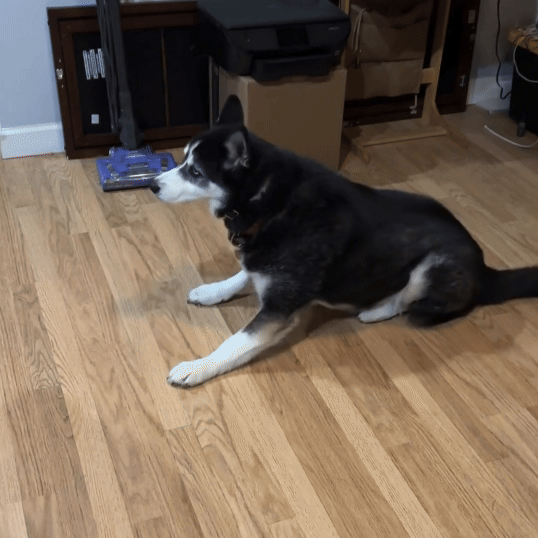 Customer photo of Scout